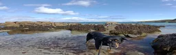 Mixed Breed dogs for stud: Strider Maclean in Isle of Barra - Advert 9