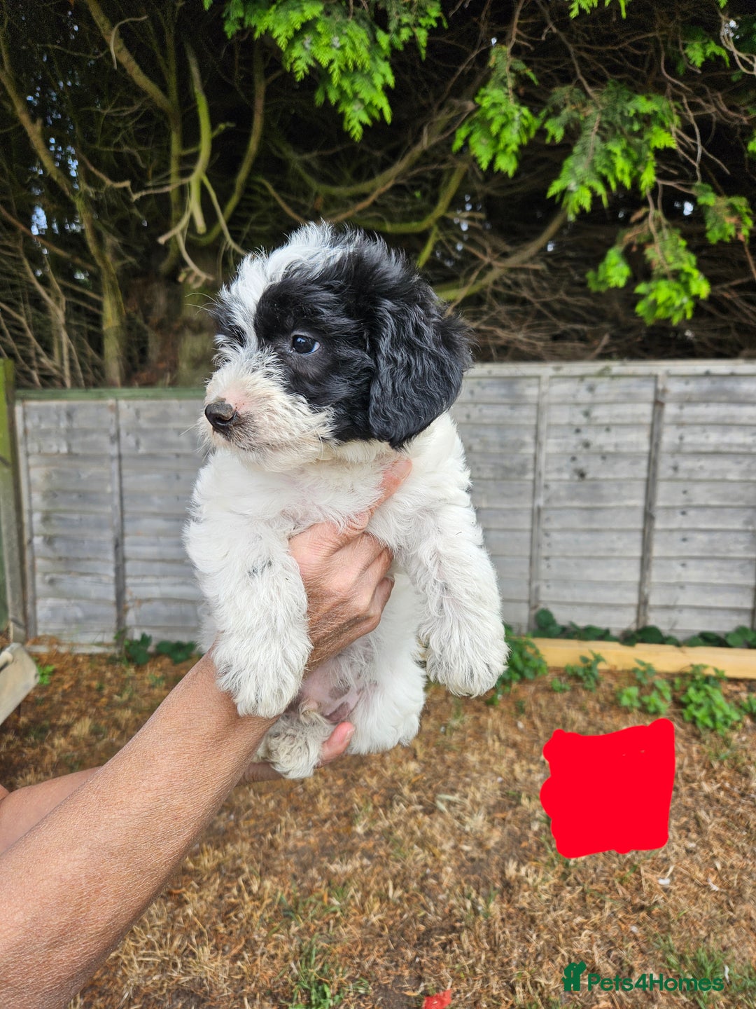 Jackapoo dogs for sale: Jackapoo puppies x7 - Image 4