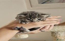 Maine Coon cats for sale: Maine coon x British short hair - Image 8