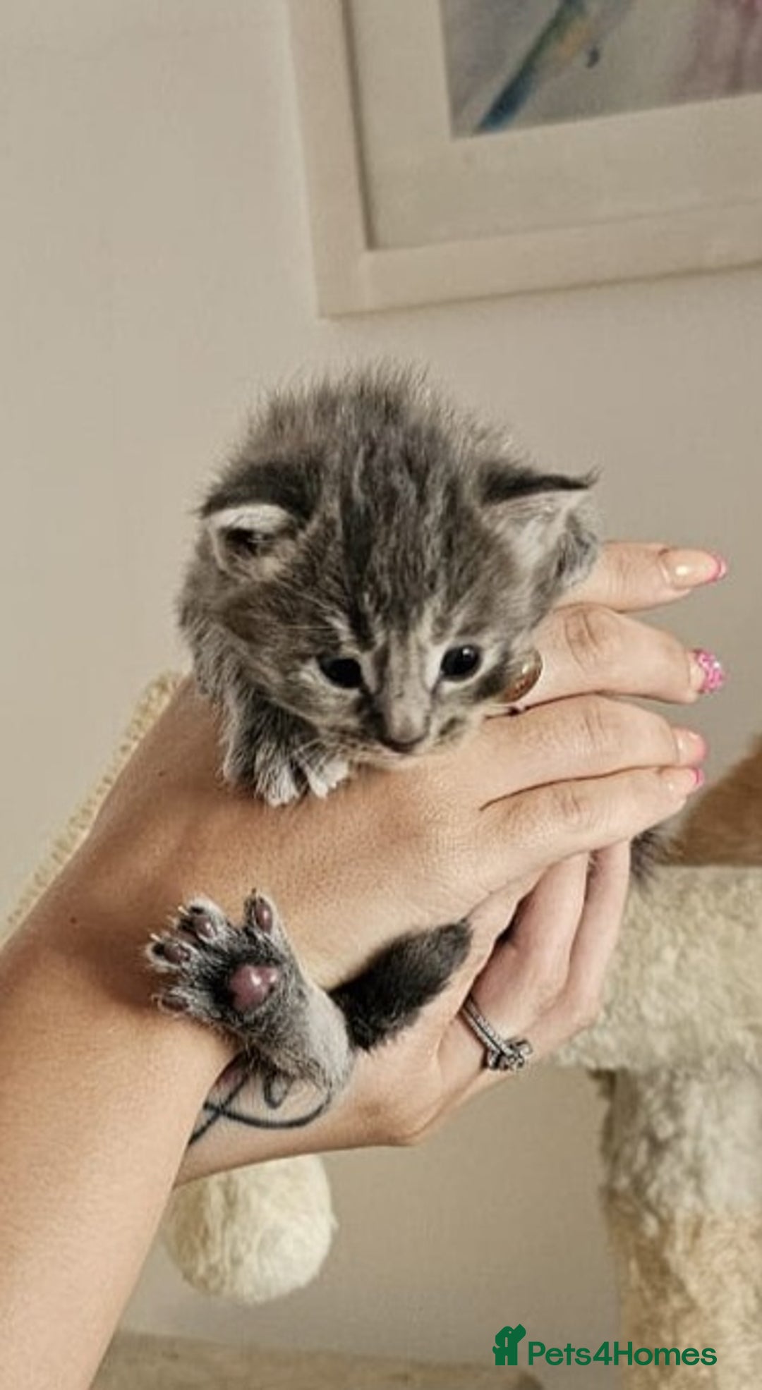 Maine Coon cats for sale: Maine coon x British short hair - Image 8