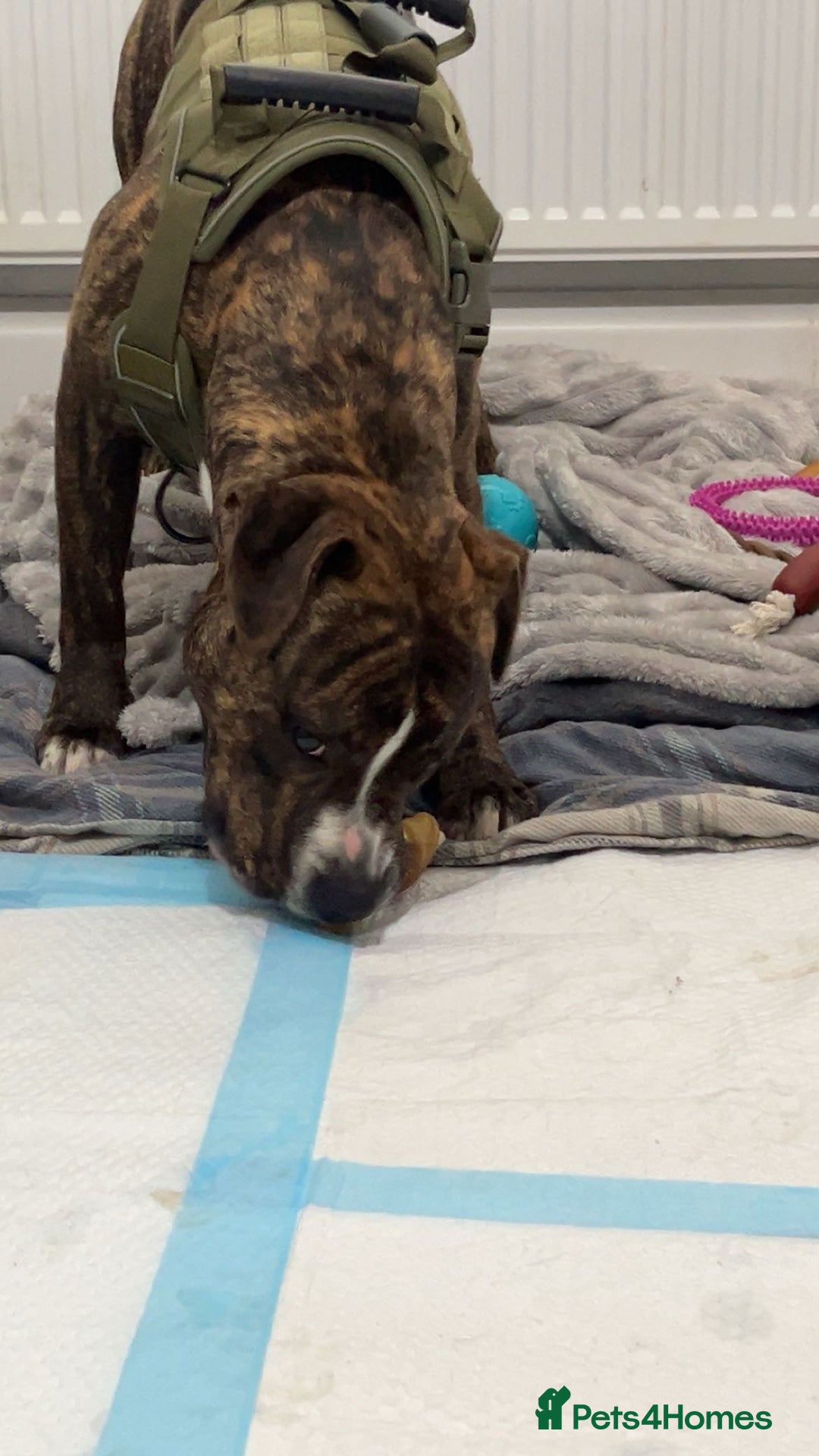 Staffordshire Bull Terrier dogs for sale: Rolo NEEDS GONE URGENTLY - Image 4