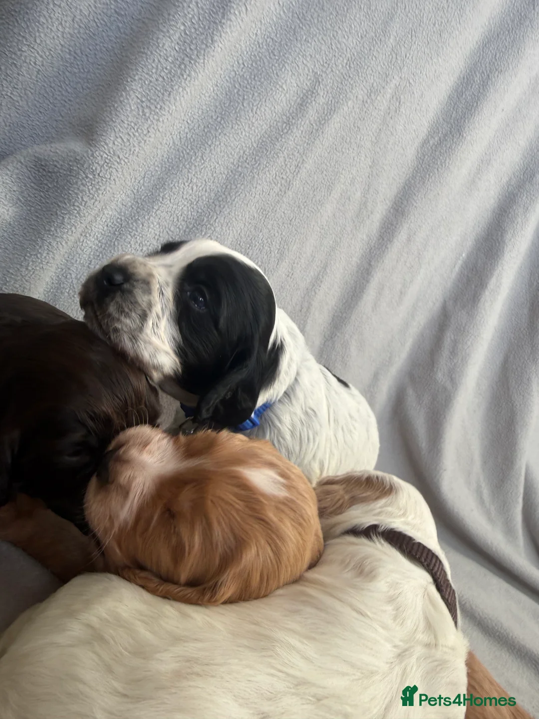 Cocker Spaniel dogs for sale: 🐶🐾 Exceptional Working Cocker Spaniel Puppies 🐾 - Advert 5