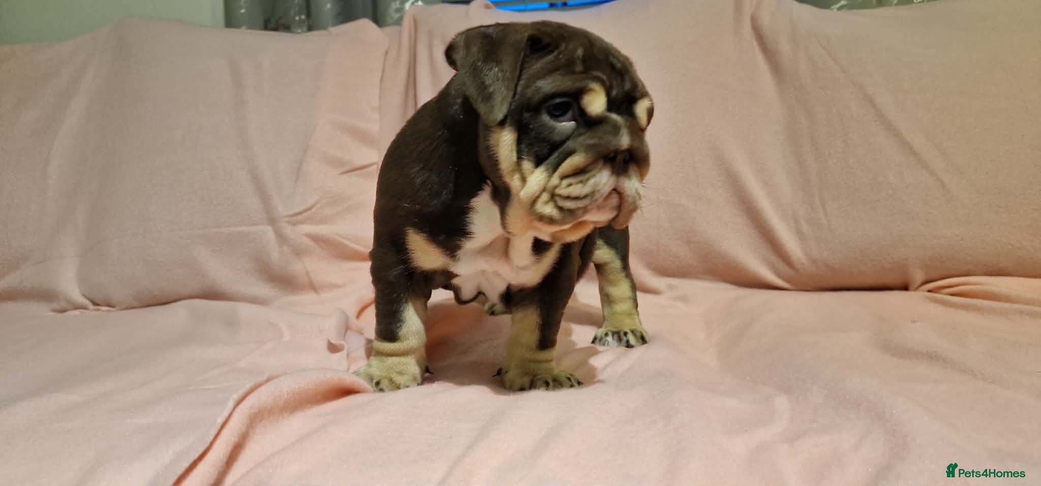 English Bulldog dogs Quality puppies available  - Advert 3