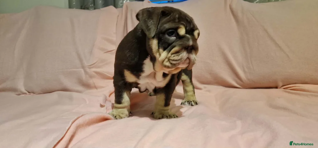 English Bulldog dogs for sale: Quality puppies available  in Bradford - Advert 1