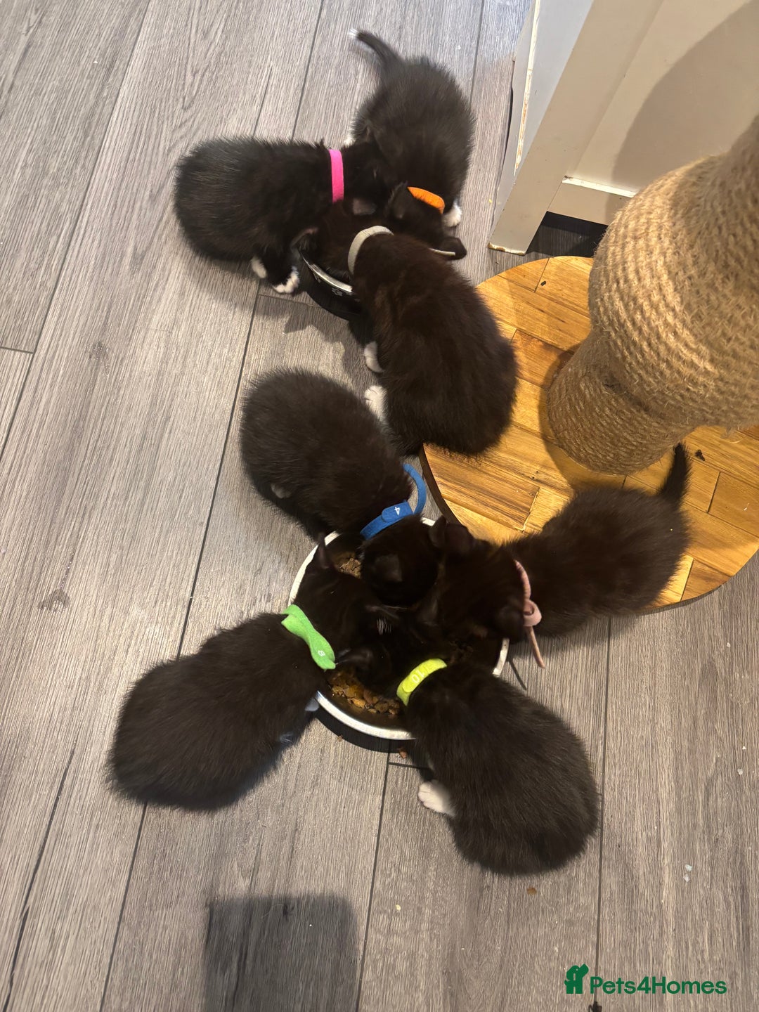 Mixed Breed cats for sale: Beautiful Black & White Kittens  - Image 27