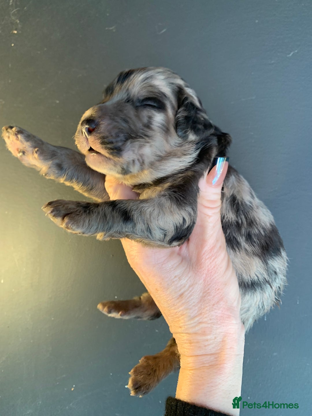 Bernedoodle dogs for sale: Blue Merle/Tri/Blue White Standard Bernedoodle. - Image 2
