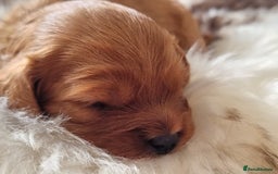 Cavapoo dogs for sale: 🎀 Beautiful F1 Cavapoo Puppies 🎀 - Image 13