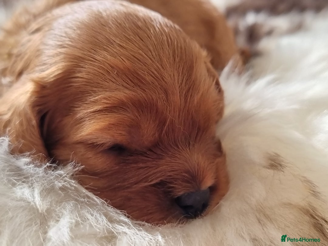 Cavapoo dogs for sale: 🎀 Beautiful F1 Cavapoo Puppies 🎀 - Image 13