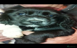 Cocker Spaniel dogs for sale: Adorable cocker spaniel puppy’s  - Image 11