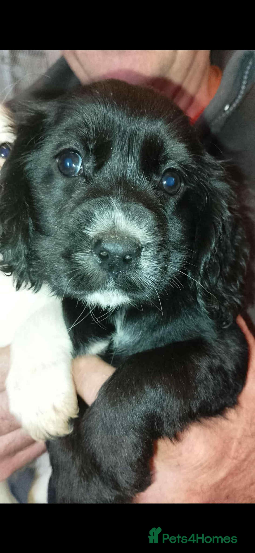 Cocker Spaniel dogs for sale: Adorable cocker spaniel puppy’s  - Image 11