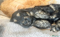 Cockapoo dogs for sale: Beautiful, Rare Cockapoo Puppies – Ready 17th Nov - Advert 17