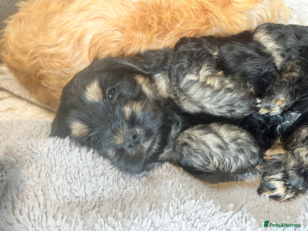 Cockapoo dogs for sale: Beautiful, Rare Cockapoo Puppies – Ready 17th Nov - Advert 17