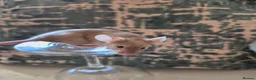 Mouse rodents for sale: 2 Cute Female Fancy Mice - Advert 5