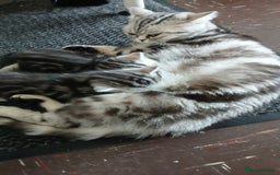 British Shorthair cats for sale: BSH. Silver/Brown Tabby kitten. - Image 6