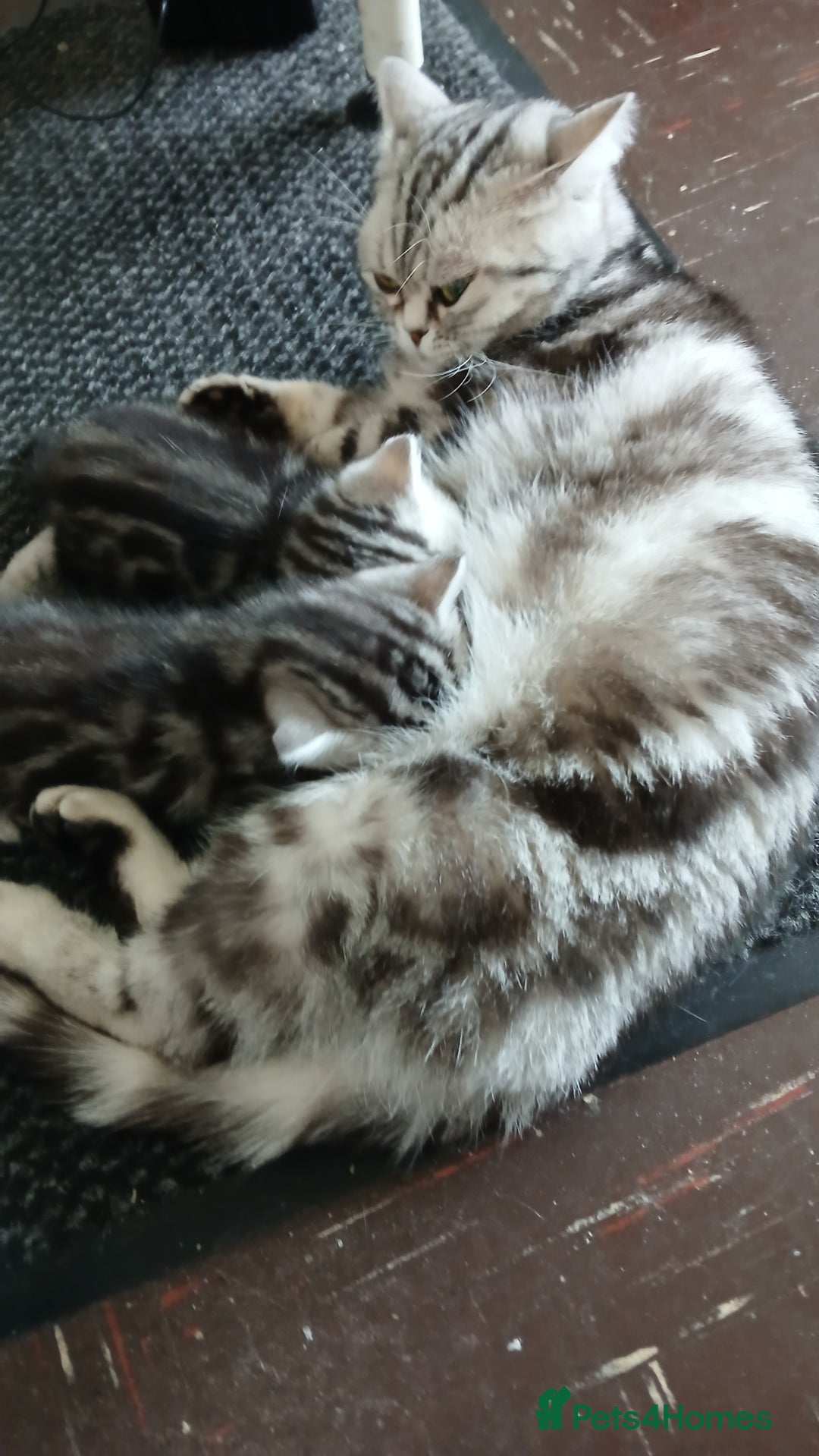 British Shorthair cats for sale: BSH. Silver/Brown Tabby kitten. - Image 6