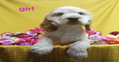 Cocker Spaniel dogs - Advert 8
