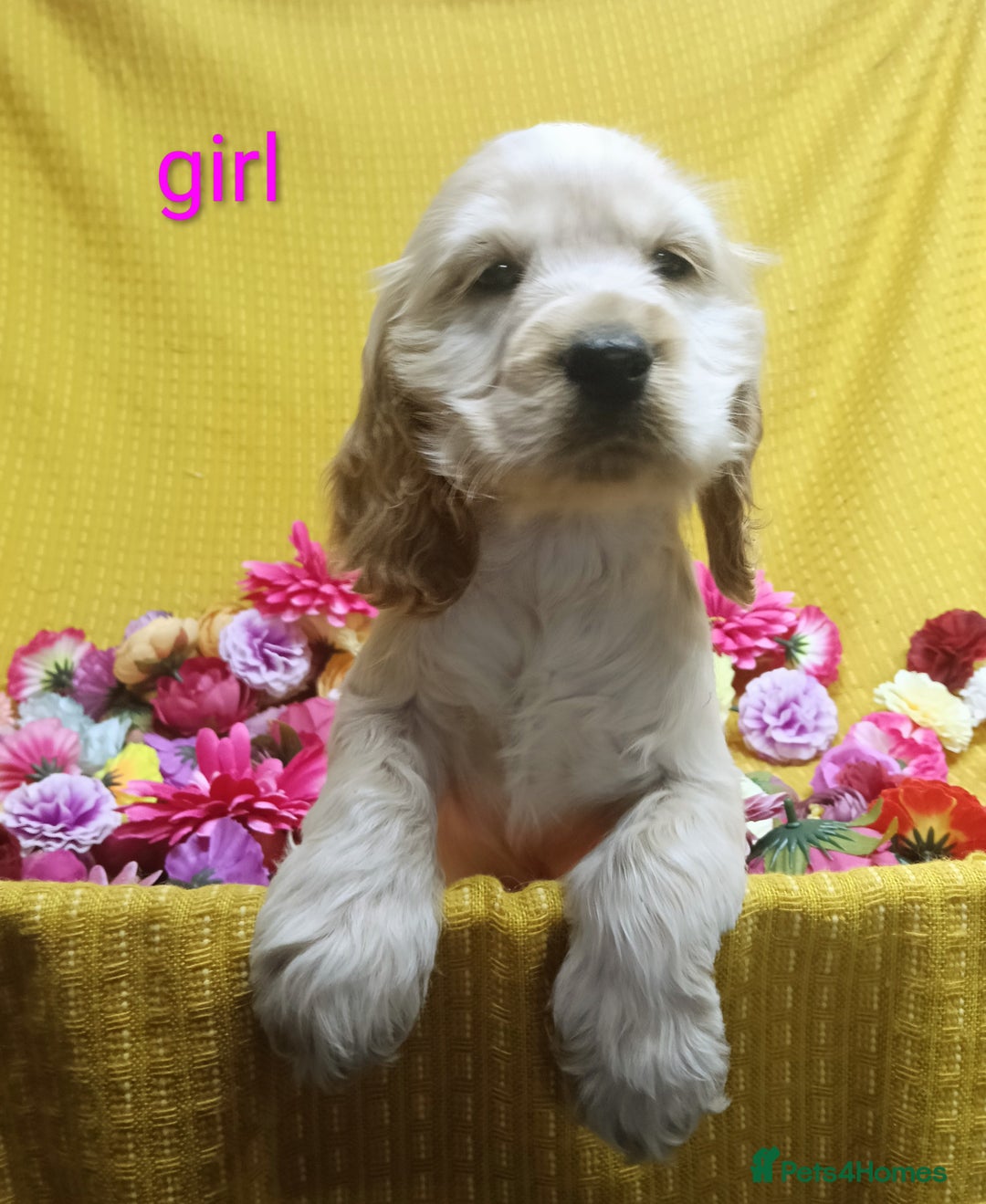 Cocker Spaniel dogs for sale: ❤️Adorable Quality Show Type Cocker Spaniels 🩵 - Image 5