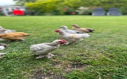 Chickens poultry for sale: Mixed breed sablepoot chickens  - Image 5