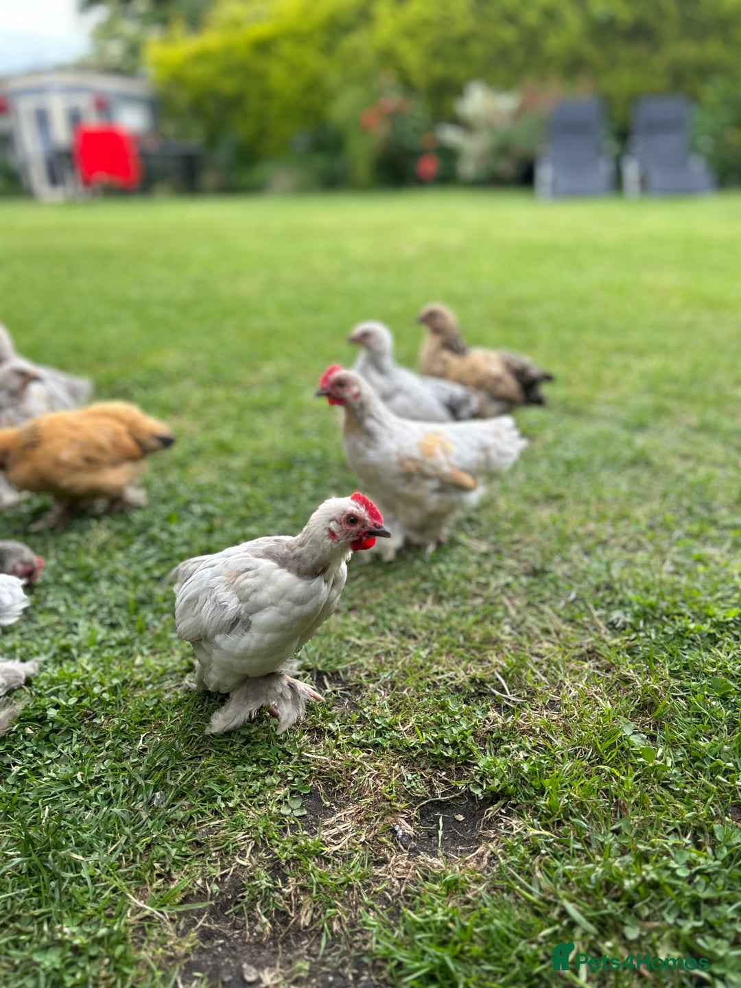 Chickens poultry for sale: Mixed breed sablepoot chickens  - Image 5