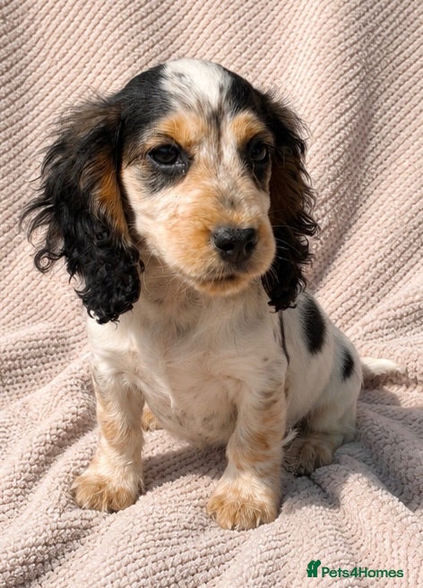 Cocker Spaniel dogs *only 1 puppy available’Cocker Spaniel Puppies🐾🐶 - Advert 1