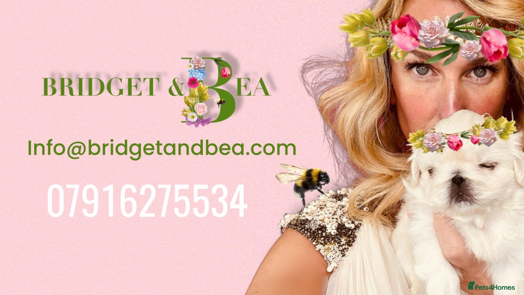Pekingese dogs for sale: ⭐️WAITING LIST NOW OPEN⭐️ - Image 8