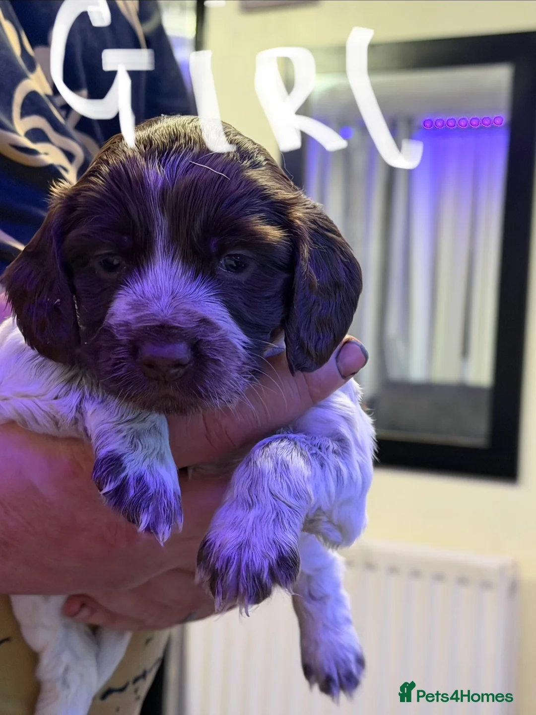 Sprocker dogs for sale: Sprocker puppies  - Advert 9