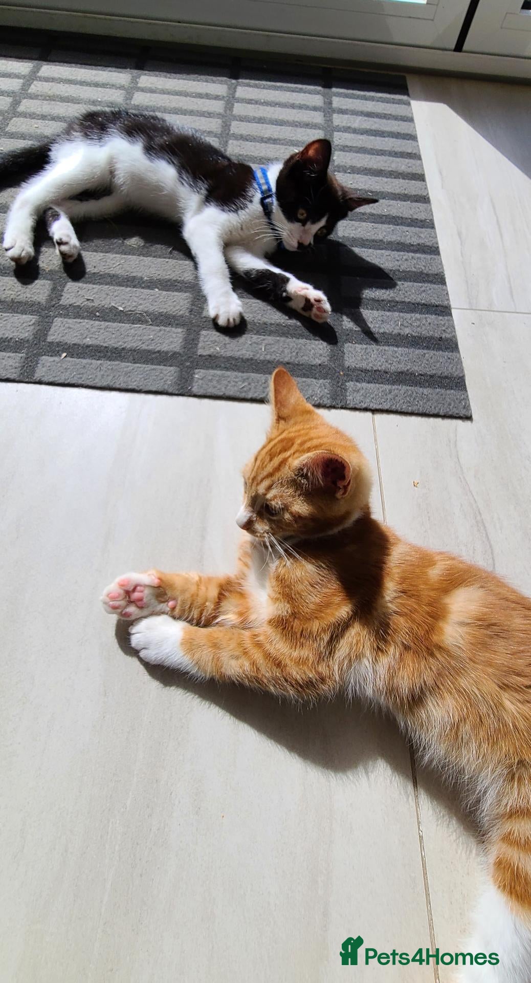 Domestic Shorthair cats Friendly, cute kittens ready for new homes - Advert 20