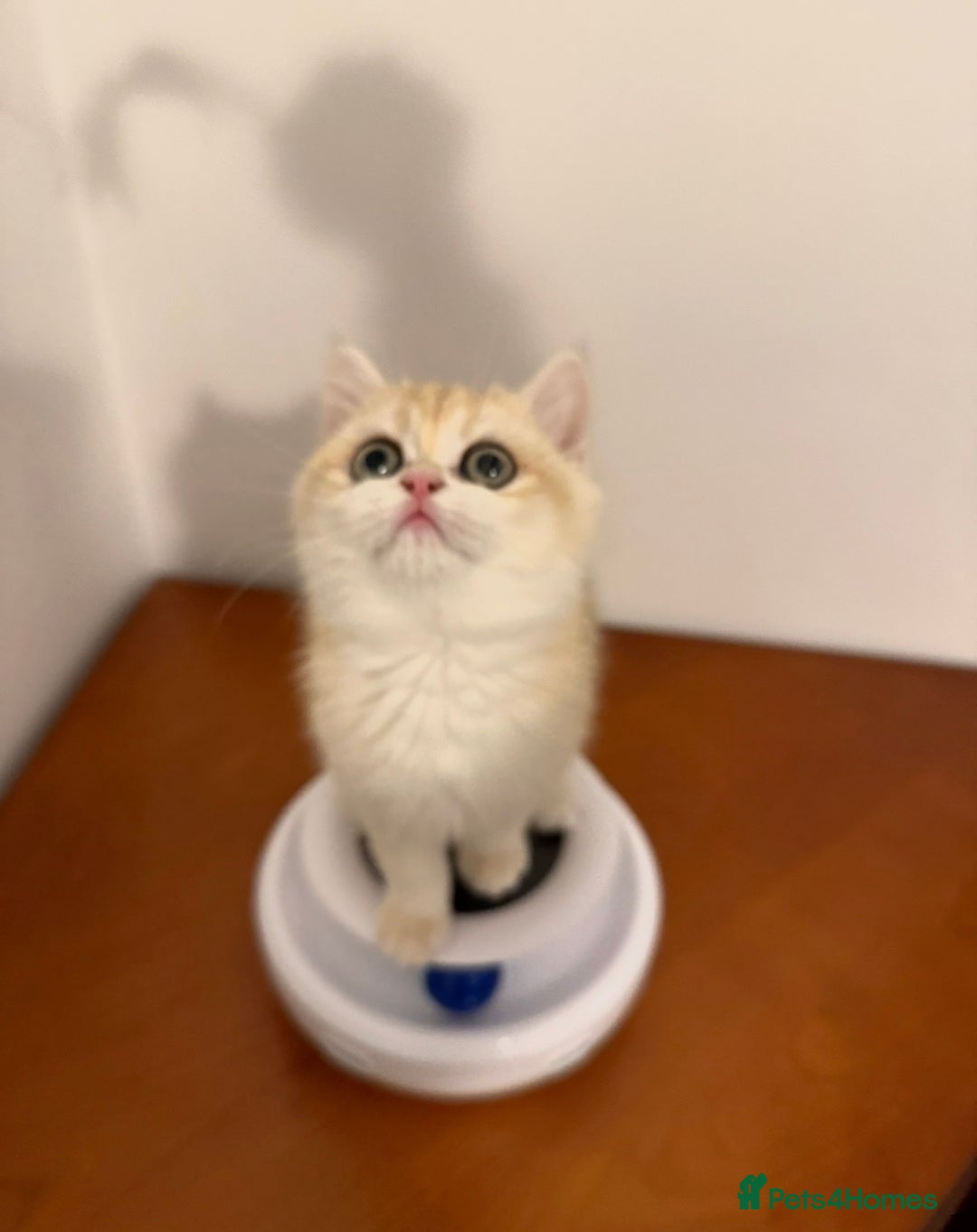 British Shorthair cats for sale: pedigree Golden British Shorthair girl - Image 3