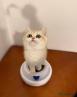 British Shorthair cats - Advert 4