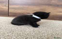 Mixed Breed cats for sale: 5 beautiful, playful kittens for sale  - Image 10