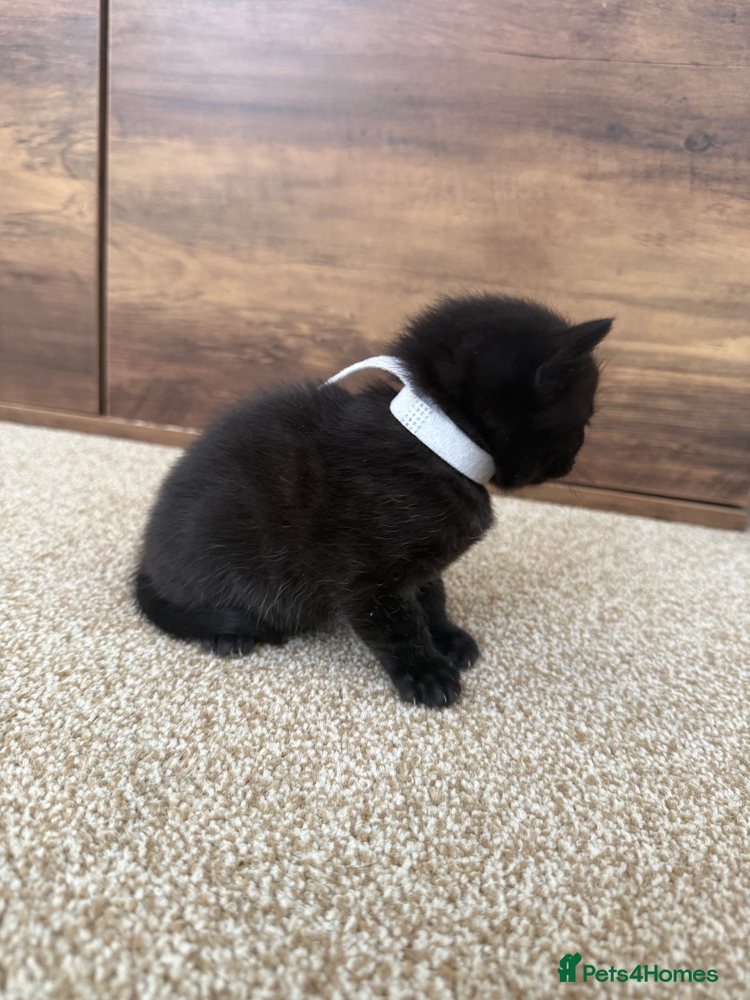 Mixed Breed cats for sale: 5 beautiful, playful kittens for sale  - Image 10