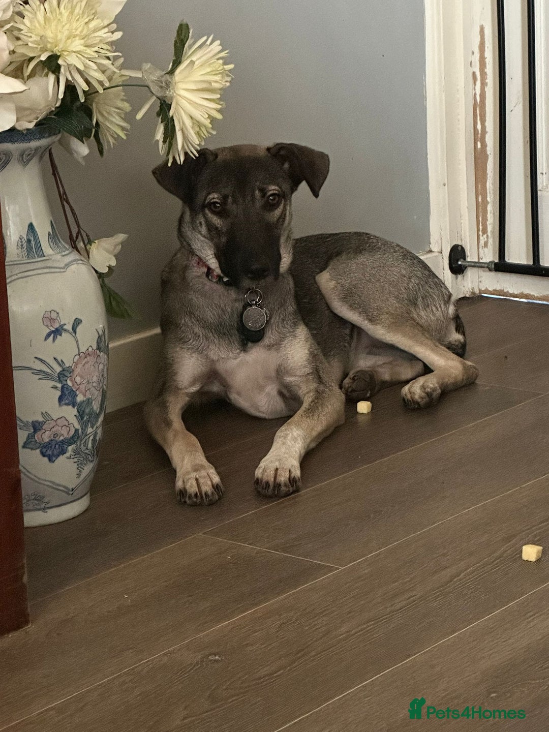 Mixed Breed dogs for sale: Meet Holly! - Advert 1