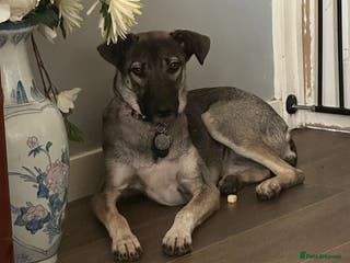 Mixed Breed dogs Meet lovely Holly! - Advert 8