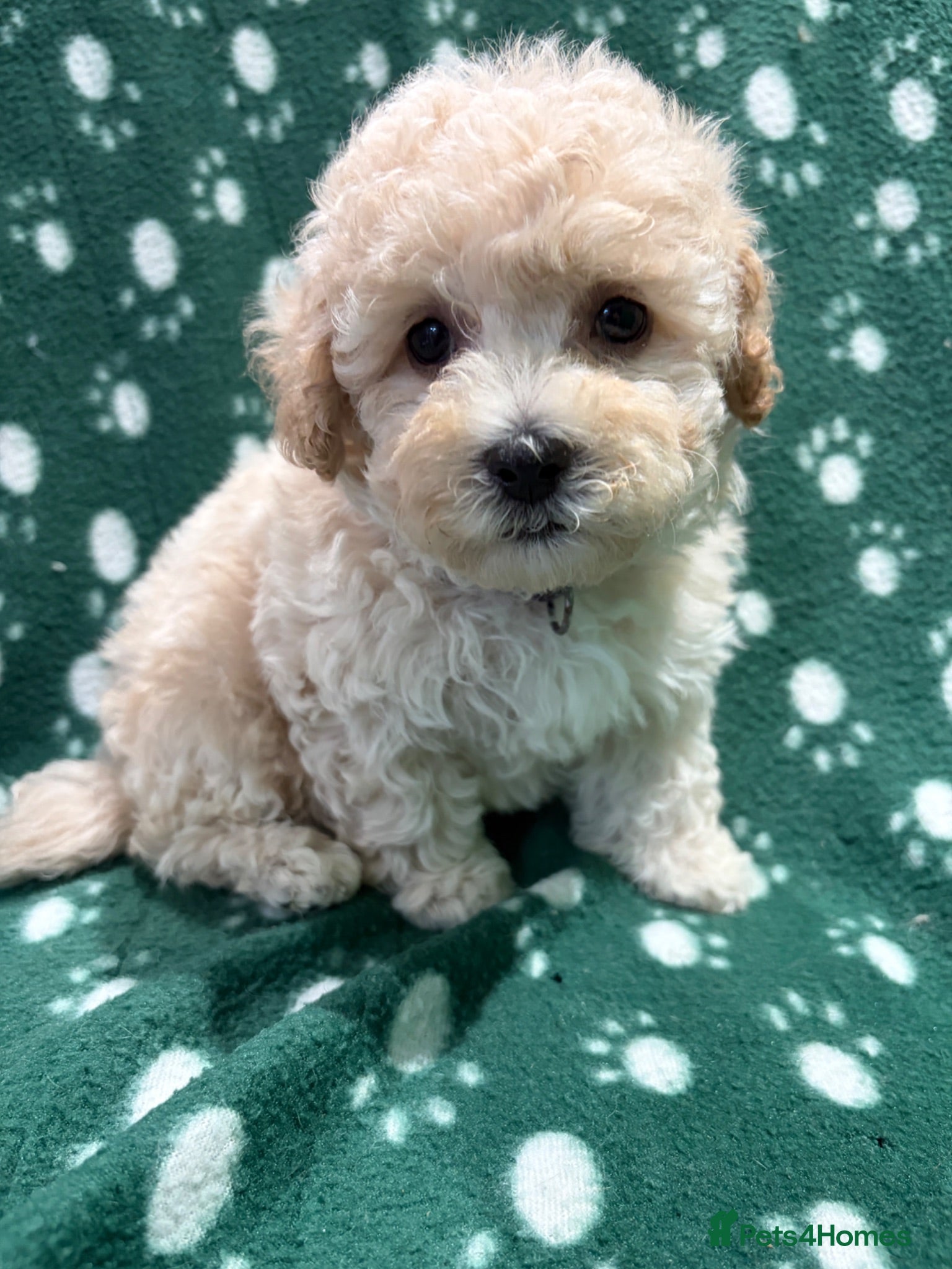 Poochon dogs Cute litter of puppies  - Advert 2