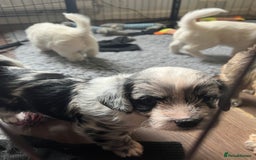 Mixed Breed dogs for sale: Gorgeous little Peekapoo’s - Image 6