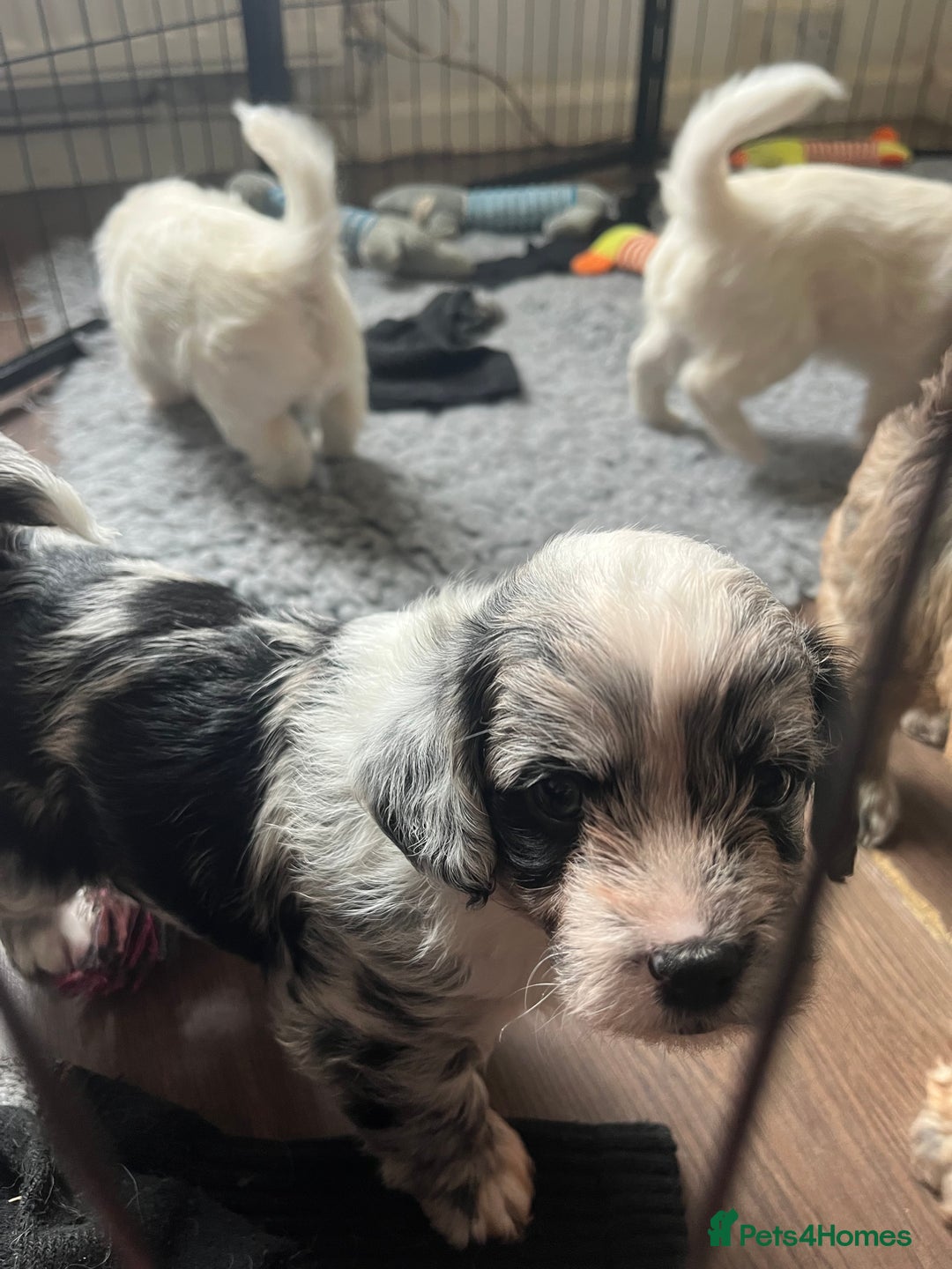 Mixed Breed dogs for sale: Gorgeous little Peekapoo’s - Image 6