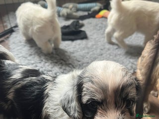 Mixed Breed dogs - Advert 8