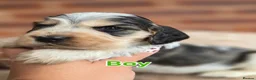 Cocker Spaniel dogs for sale: KC Reg Show Cocker Spaniel Pups Health Clear Boys - Advert 7