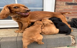 Cocker Spaniel dogs for sale: Outstandingly bred stunning worker cocker spaniels - Image 13