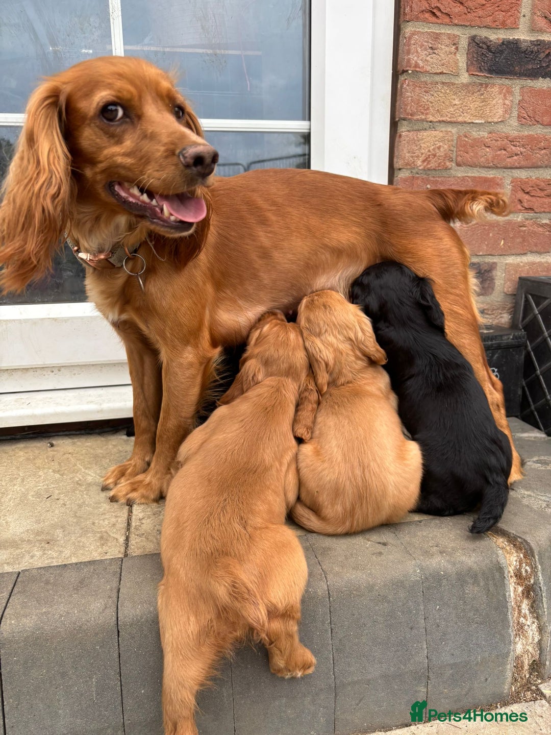 Cocker Spaniel dogs for sale: Outstandingly bred stunning worker cocker spaniels - Image 13