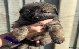 German Shepherd dogs for sale: German shepherd pups  - Image 15