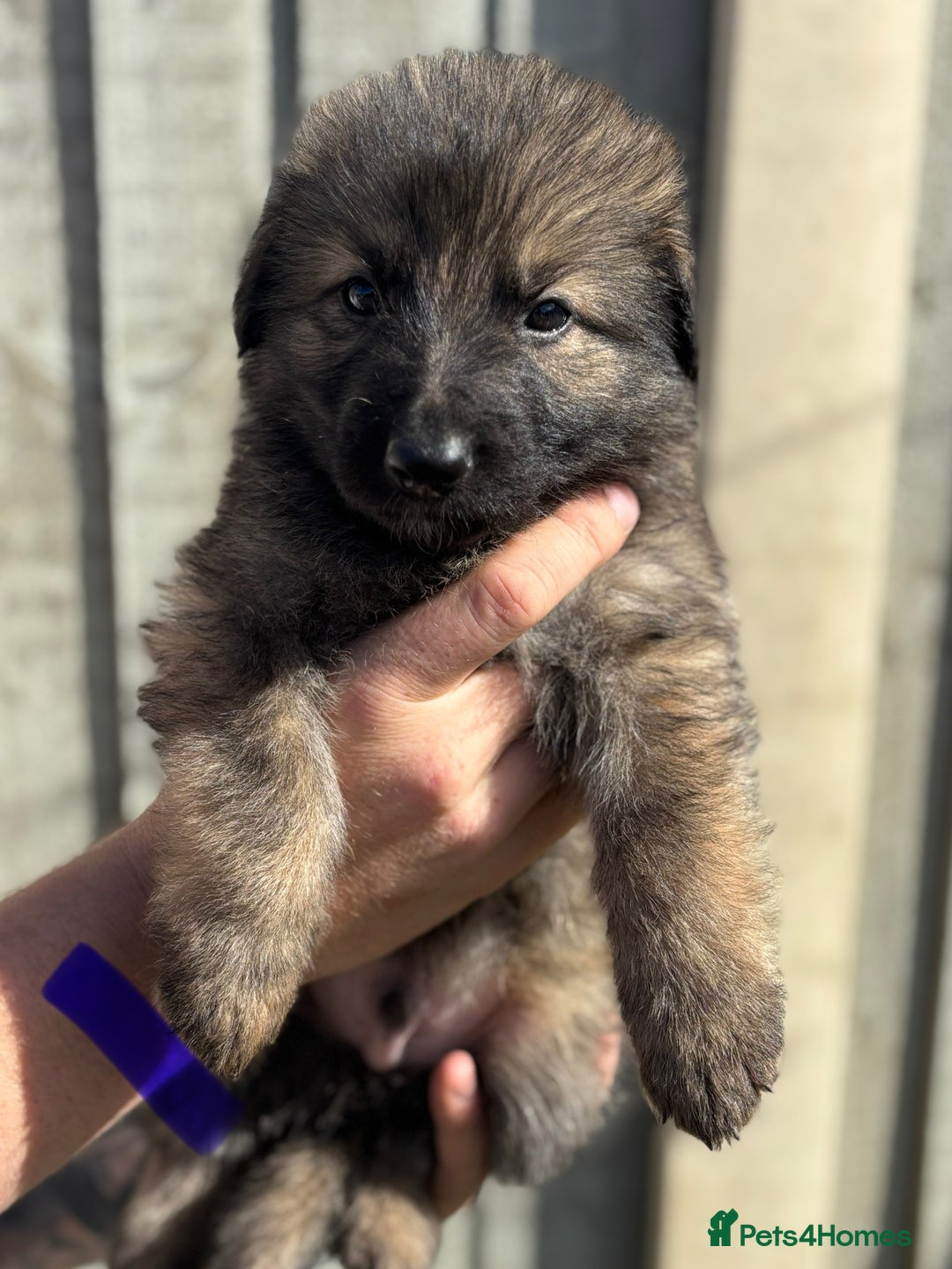 German Shepherd dogs for sale: German shepherd pups  - Image 15