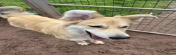 Mixed Breed dogs for adoption: Meet Mable, currently residing in Cheshire  in Nantwich - Advert 4