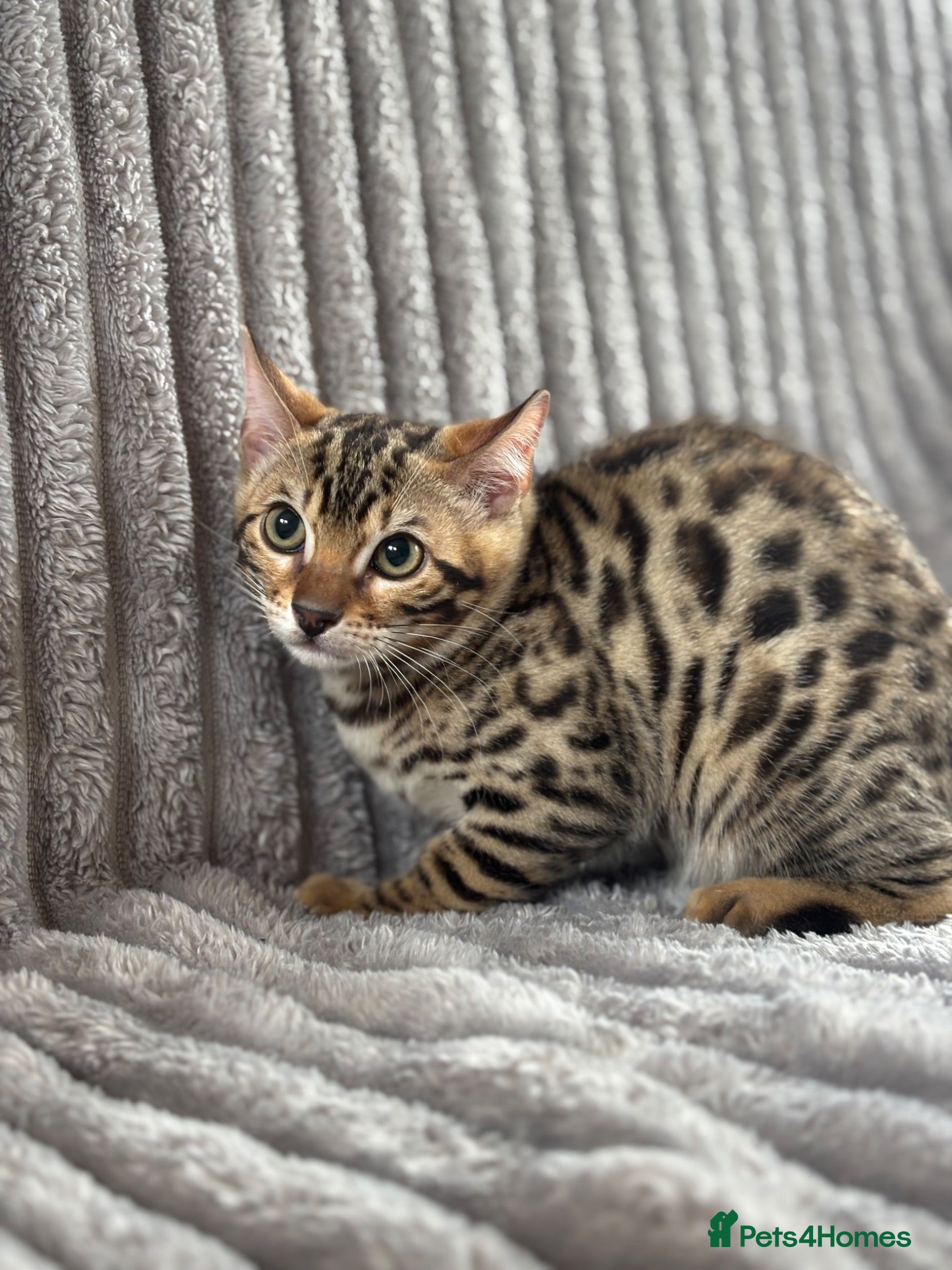 Bengal cats Perfect Bengal kittens  - Advert 22