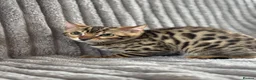 Bengal cats for sale: Perfect Bengal kittens  - Advert 1