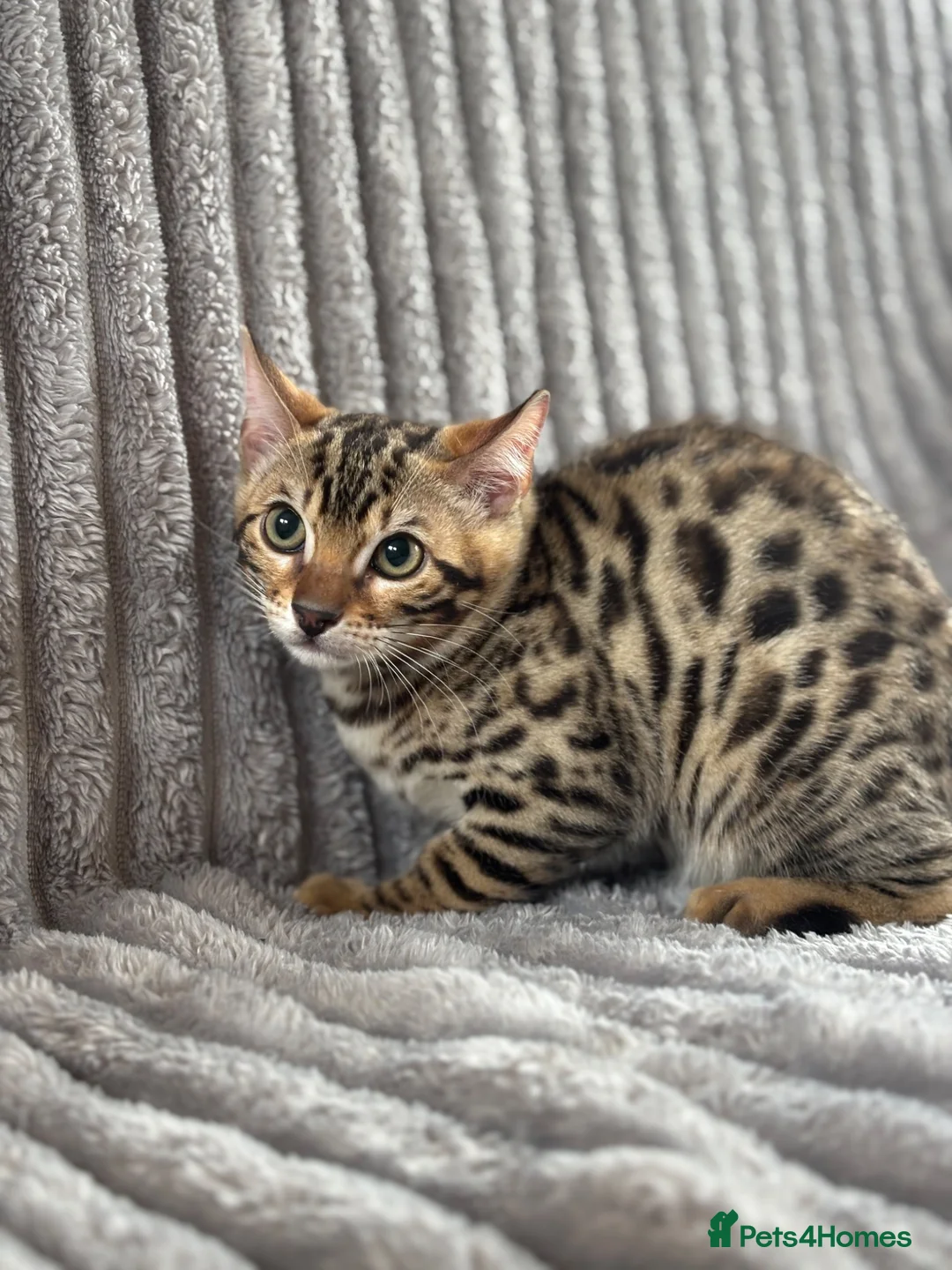 Bengal cats for sale: Perfect Bengal kittens  - Advert 1