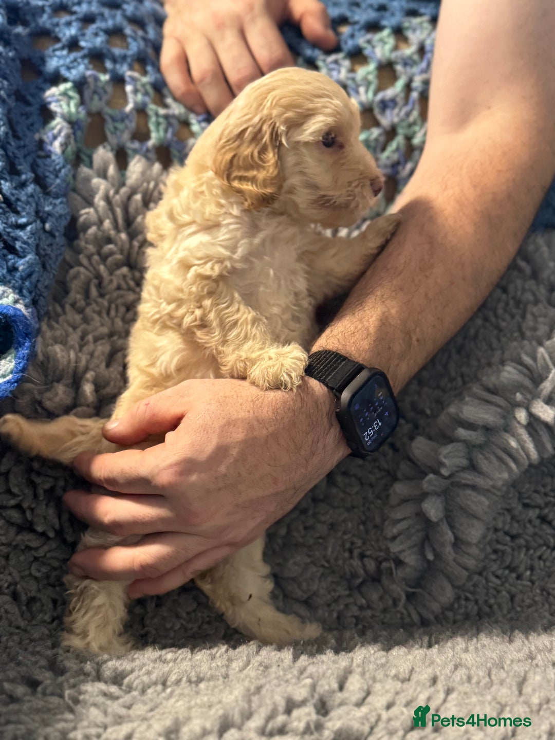 Cockapoo dogs for sale: Gorgeous F1B Cockapoo Puppies hypoallergenic  - Advert 8