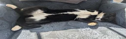 Domestic Shorthair cats for sale: Meet Bruce in Liskeard - Advert 6