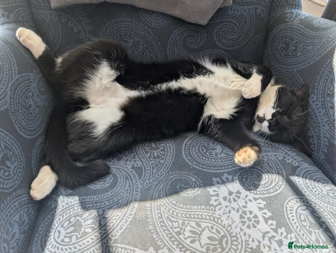 Domestic Shorthair cats for sale: Meet Bruce in Liskeard - Advert 6