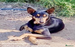 Mixed Breed dogs for adoption: Handsome, affectionate Biscotti-Bexhill, E. Sussex - Image 5